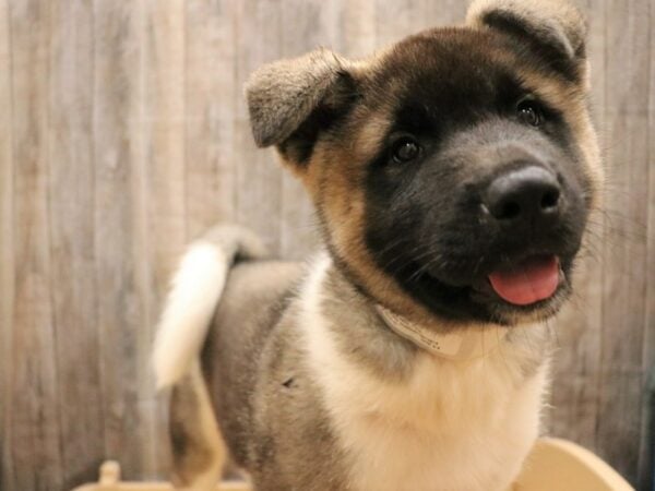 Akita DOG Male Sable / White 26221 Petland Racine, Wisconsin