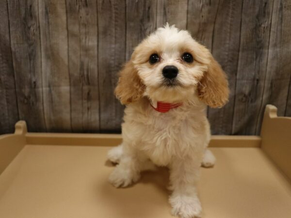 Cavachon-DOG-Female-Cream / White-26220-Petland Racine, Wisconsin