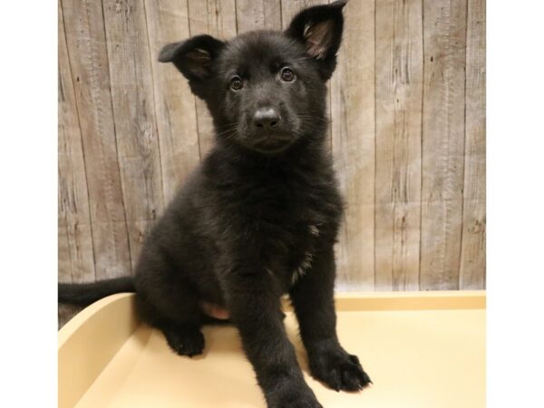 German Shepherd DOG Male black 26219 Petland Racine, Wisconsin