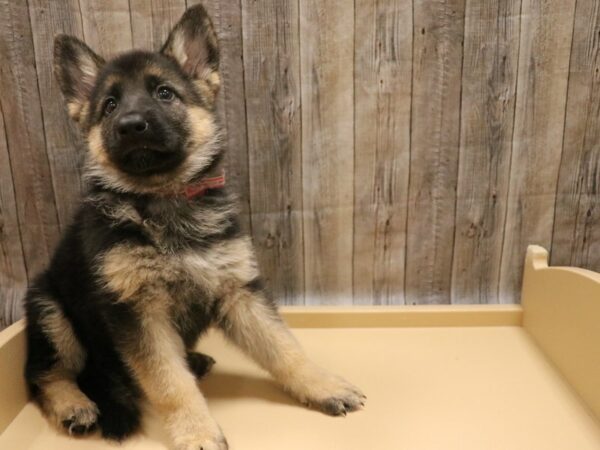 German Shepherd DOG Female black and tan 26218 Petland Racine, Wisconsin