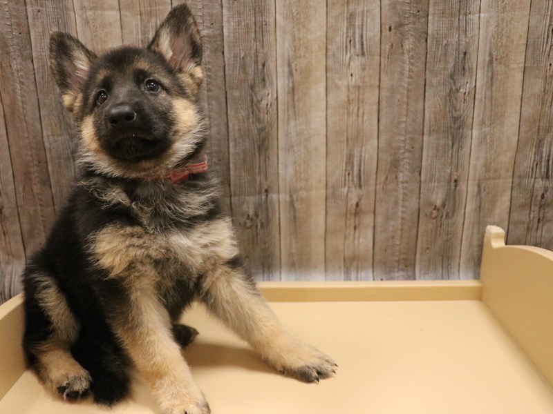 German Shepherd