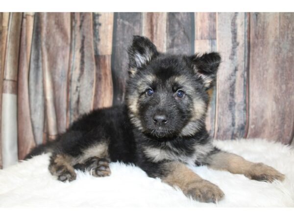 German Shepherd DOG Male black and tan 16518 Petland Racine, Wisconsin