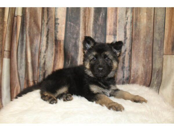 German Shepherd DOG Female black and tan 16519 Petland Racine, Wisconsin