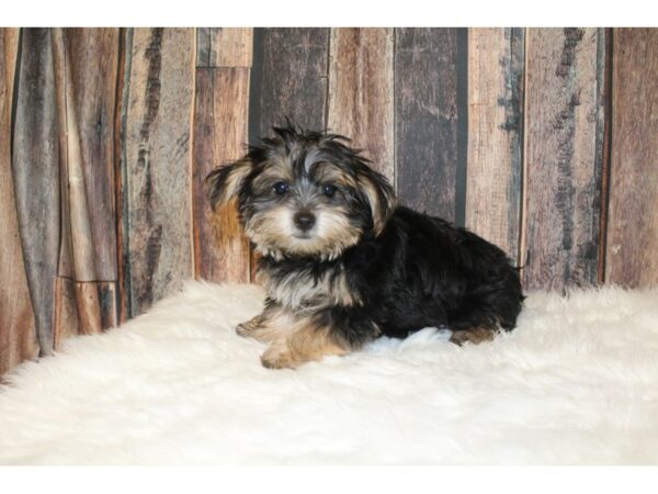 Morkie DOG Male Black / Tan 16520 Petland Racine, Wisconsin