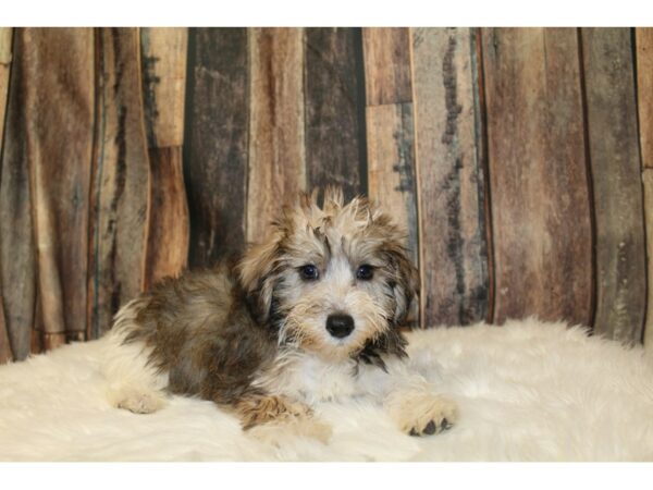 Schnoodle DOG Male Sable / White 16521 Petland Racine, Wisconsin