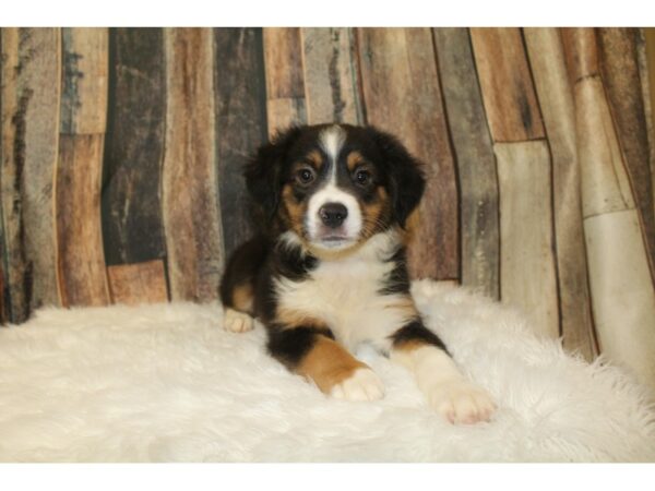 Miniature American Shepherd DOG Male Tri-Colored 16523 Petland Racine, Wisconsin