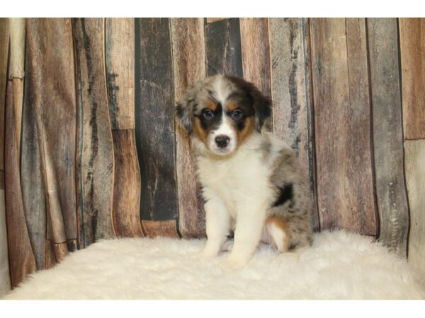 Miniature American Shepherd DOG Female Blue Merle 16526 Petland Racine, Wisconsin