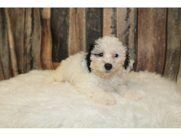 Havapoo DOG Female White / Black 16527 Petland Racine, Wisconsin