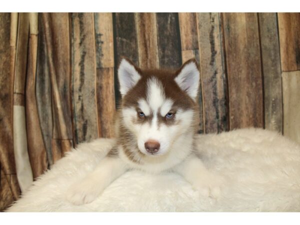 Siberian Husky-DOG-Female-Red / White-16528-Petland Racine, Wisconsin