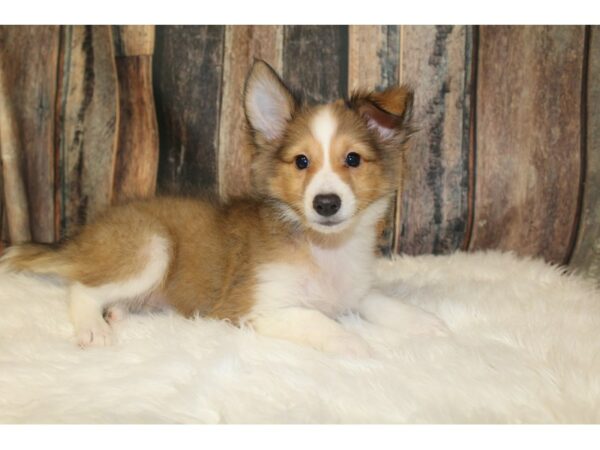 Shetland Sheepdog DOG Female Sable / White 16529 Petland Racine, Wisconsin