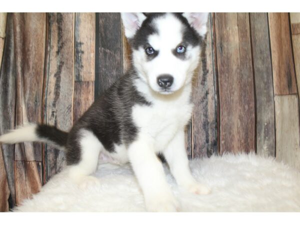 Siberian Husky-DOG-Male-Black / White-16530-Petland Racine, Wisconsin