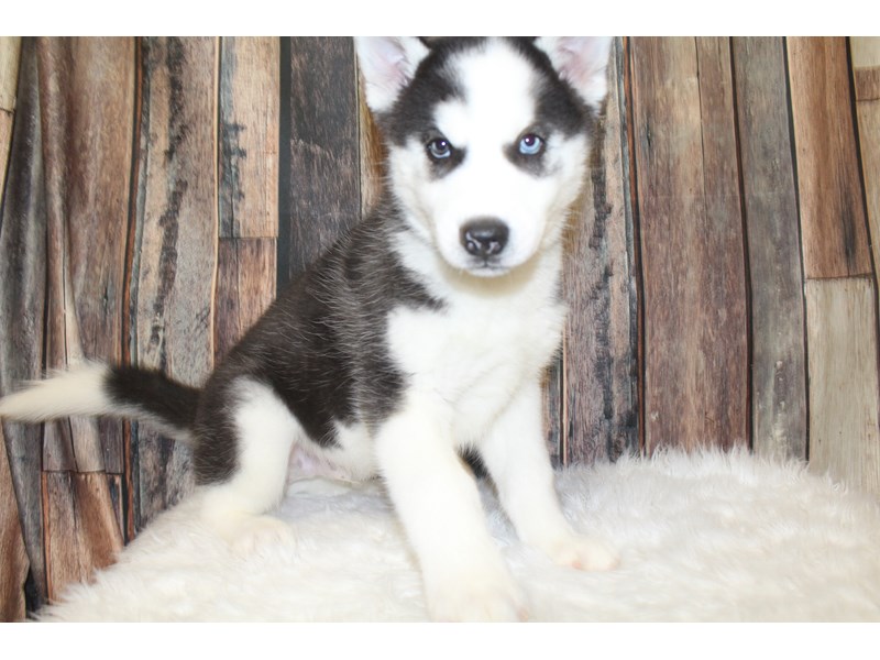 Siberian Husky