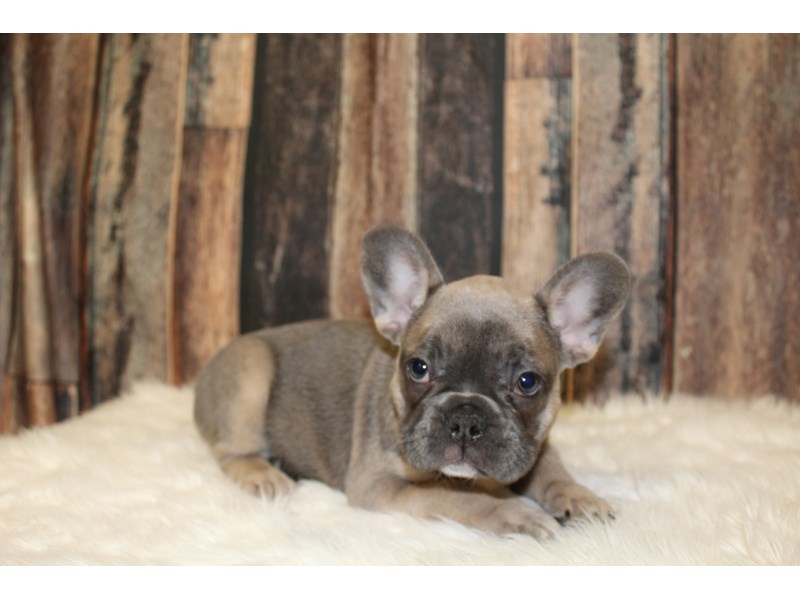 French Bulldog