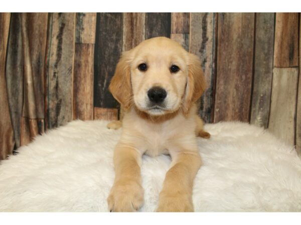 Golden Retriever-DOG-Male-Golden-16532-Petland Racine, Wisconsin