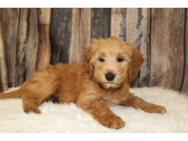 Goldendoodle Mini DOG Male Red 16533 Petland Racine, Wisconsin