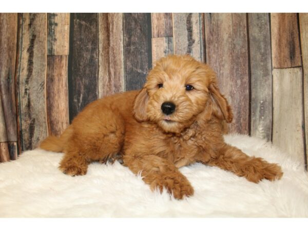 Goldendoodle Mini DOG Female Red 16534 Petland Racine, Wisconsin