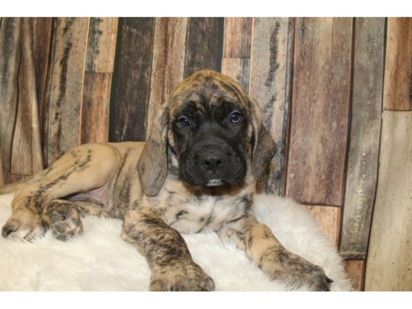 English Mastiff DOG Female Brindle 16537 Petland Racine, Wisconsin