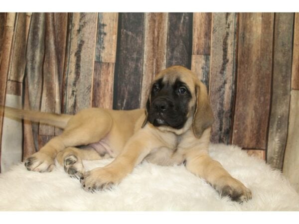 English Mastiff DOG Male Fawn 16538 Petland Racine, Wisconsin