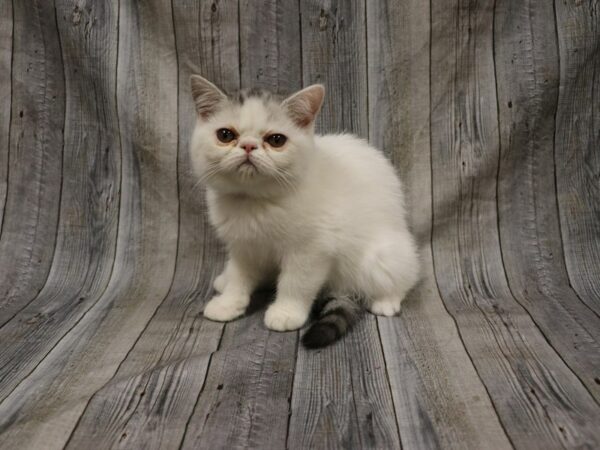 Exotic Short Hair-CAT-Female-White-26228-Petland Racine, Wisconsin