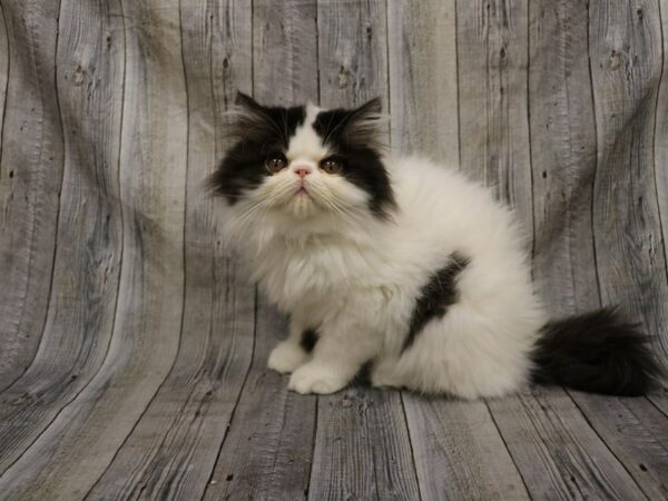 Exotic Short Hair-CAT-Male-White-26229-Petland Racine, Wisconsin