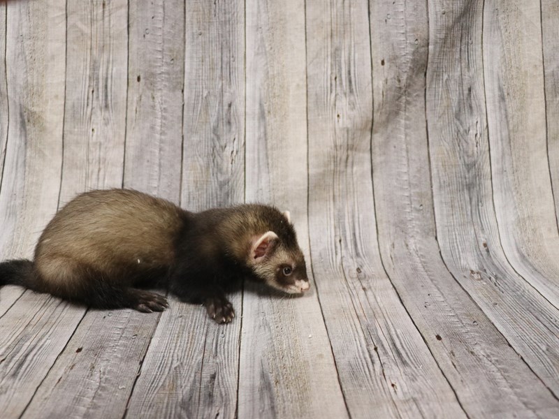 Ferret