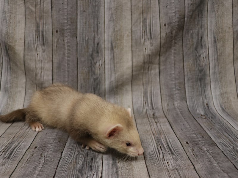 Ferret