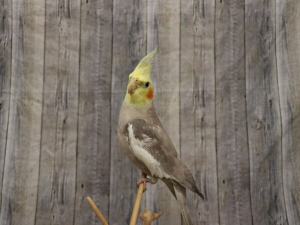 Cockatiel BIRD 26162 Petland Racine, Wisconsin