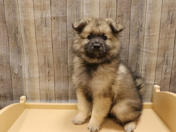 American Eskimo Dog-DOG-Male-Black / Silver-26262-Petland Racine, Wisconsin