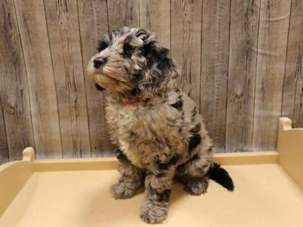 Labradoodle Mini-DOG-Female-Blue Merle-26261-Petland Racine, Wisconsin