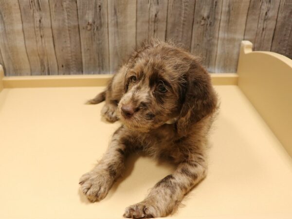 Labradoodle Mini-DOG-Male-Chocolate Merle-26260-Petland Racine, Wisconsin