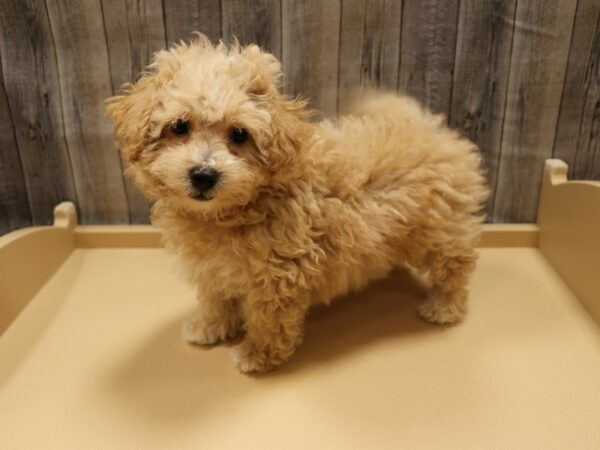 Poodle/Bichon Frise DOG Male Apricot 26259 Petland Racine, Wisconsin