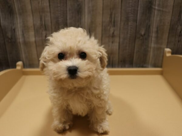 Poodle/Bichon Frise DOG Male Apricot 26258 Petland Racine, Wisconsin