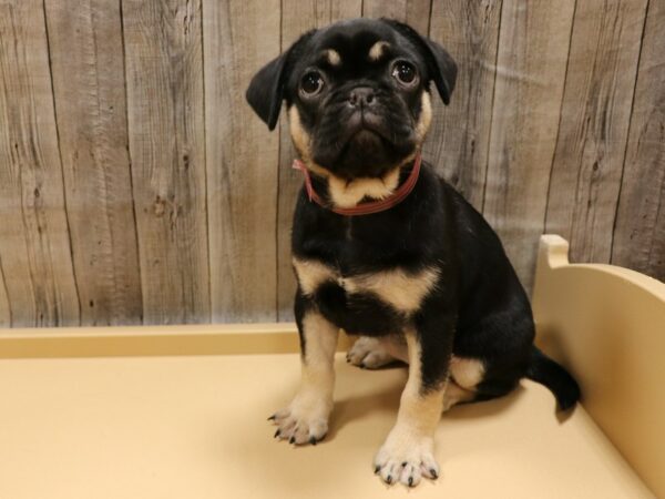 French Bulldog/Pug-DOG-Female-Black / Tan-26257-Petland Racine, Wisconsin