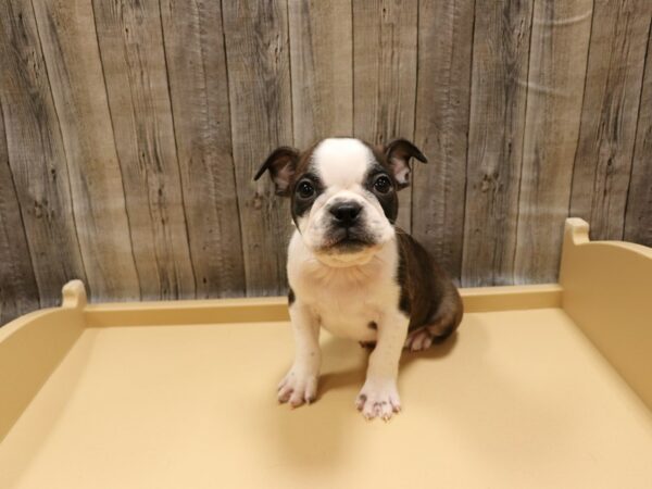 Boston Terrier-DOG-Male-Brindle / White-26256-Petland Racine, Wisconsin