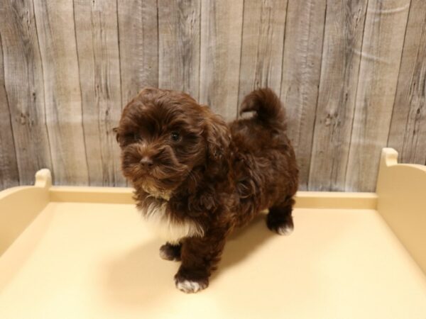 Havanese-DOG-Male-Chocolate-26254-Petland Racine, Wisconsin