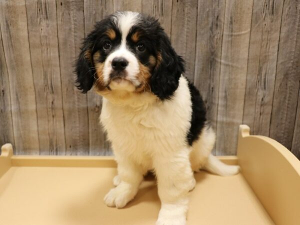 Mini Bernese-DOG-Male-Tri-Colored-26253-Petland Racine, Wisconsin