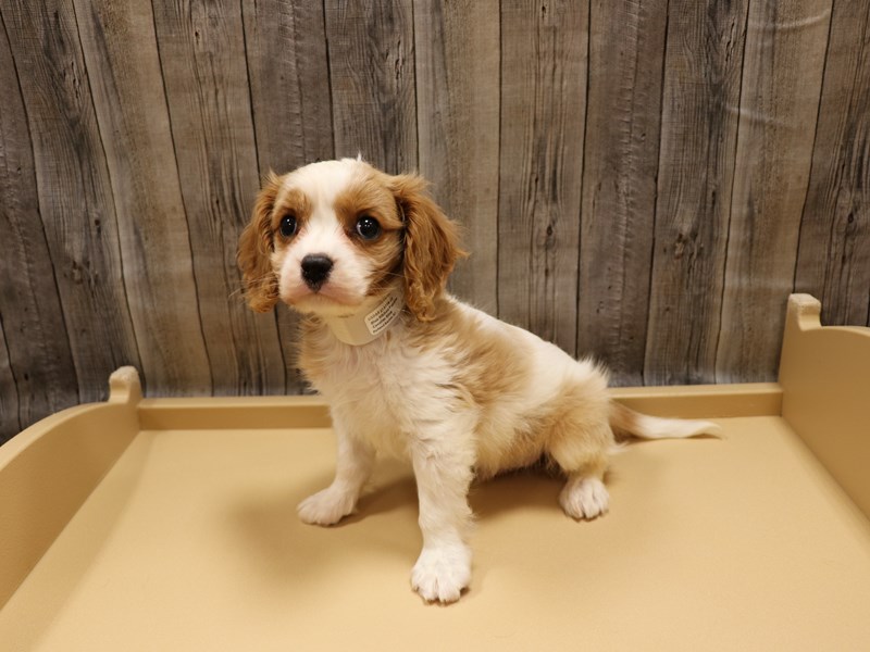 Cavalier King Charles Spaniel