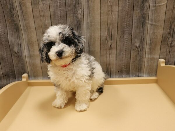 Cockapoo 2nd gen-DOG-Female-Blue Merle / White-26249-Petland Racine, Wisconsin