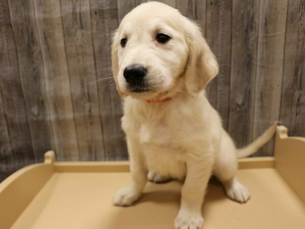 Golden Retriever-DOG-Female-Cream-26248-Petland Racine, Wisconsin