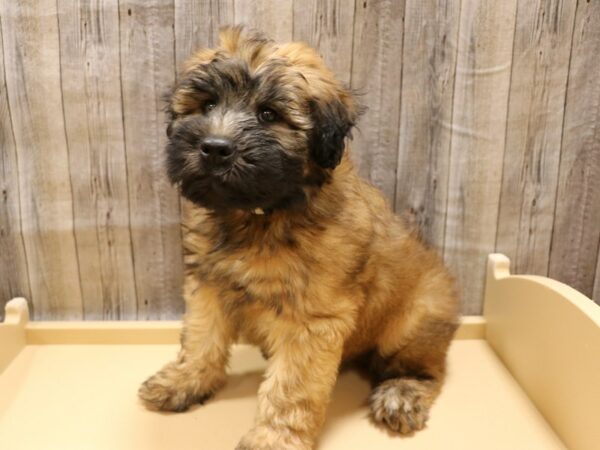 Soft Coated Wheaten Terrier DOG Male Wheaten 26247 Petland Racine, Wisconsin