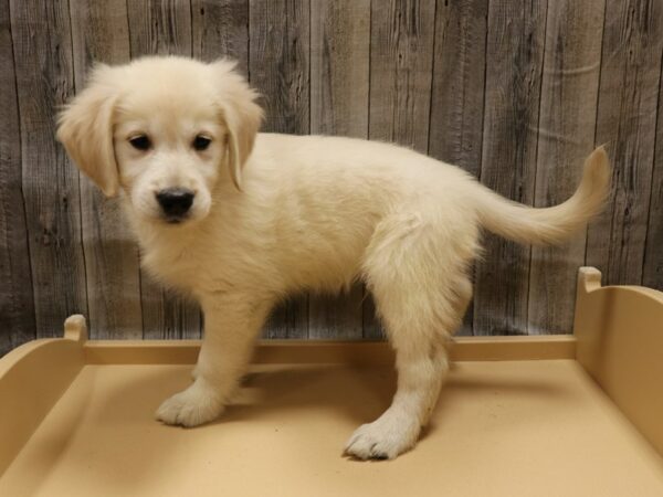Golden Retriever-DOG-Male-Cream-26244-Petland Racine, Wisconsin
