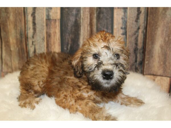 Soft Coated Wheaten Terrier DOG Female Wheaten 16539 Petland Racine, Wisconsin