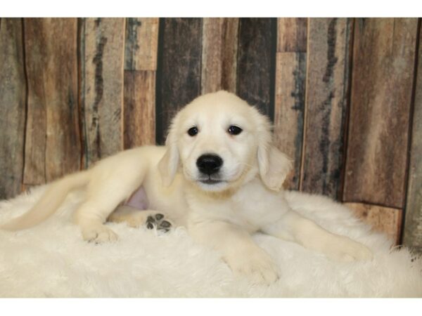 Golden Retriever-DOG-Female-Cream-16540-Petland Racine, Wisconsin