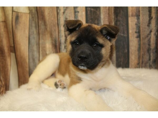 Akita DOG Female Black / White 16541 Petland Racine, Wisconsin