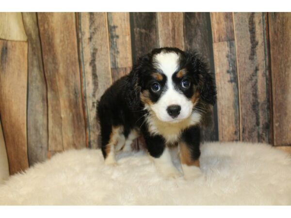 Mini Bernese-DOG-Female-Tri-Colored-16542-Petland Racine, Wisconsin