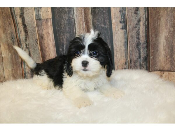 Cavalier King DOG Male Black / White 16543 Petland Racine, Wisconsin