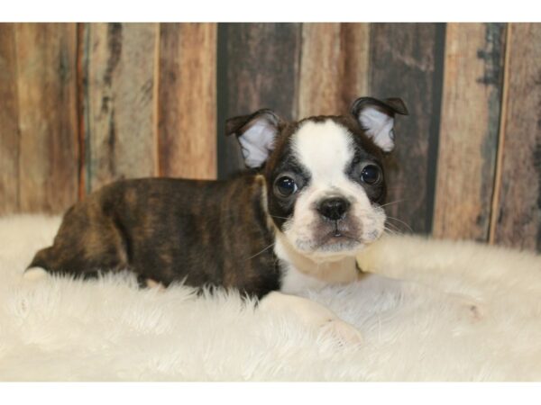 Boston Terrier-DOG-Male-Black / White-16547-Petland Racine, Wisconsin