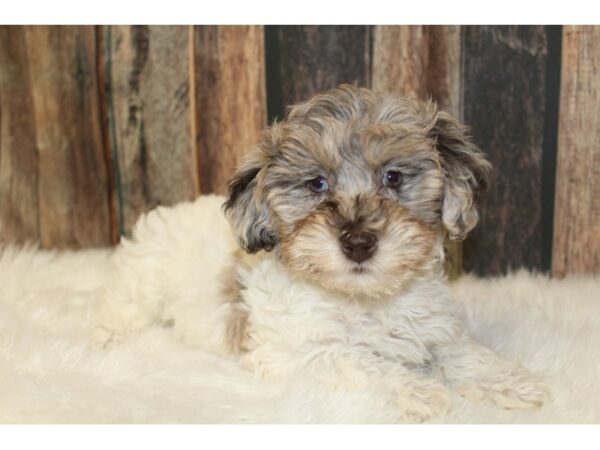 Schnoodle DOG Female Chocolate Merle 16549 Petland Racine, Wisconsin