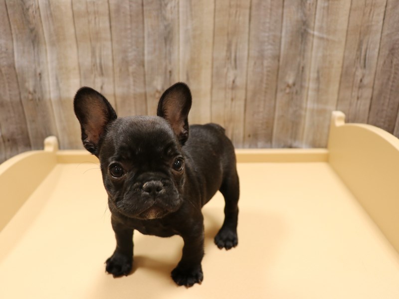 French Bulldog
