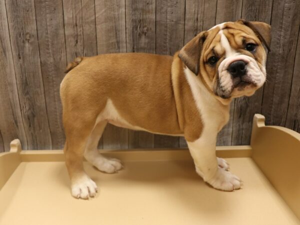 Olde Bulldog-DOG-Female-RD/WH-26291-Petland Racine, Wisconsin